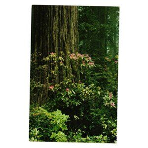 Save The Redwoods League Postcard Rhododendrons Prentice Huntington Grove CA